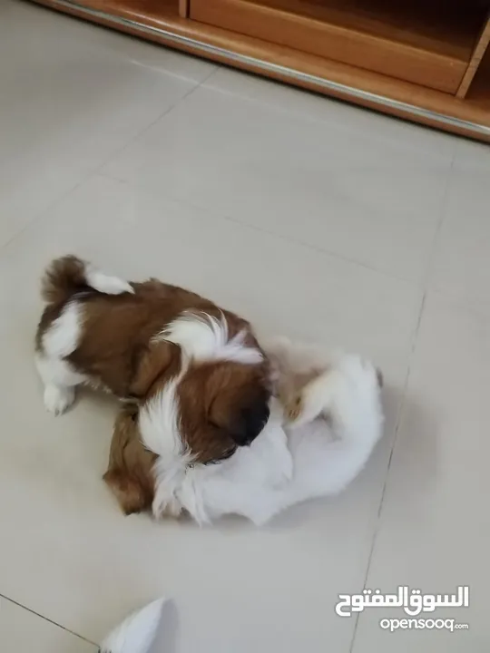 Shih tzu puppies