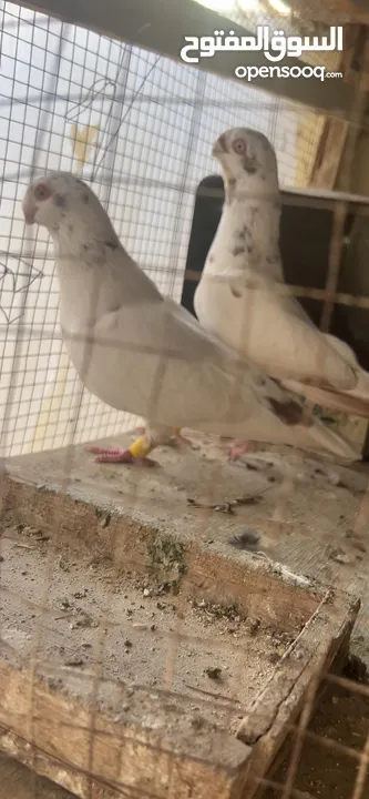 جواز للبيع