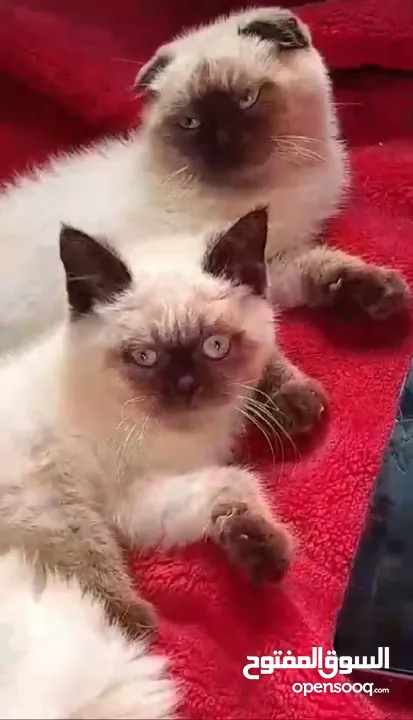 3 قطط هيمالايا سكوتش فولد للبيع عمرهم 4 شهور