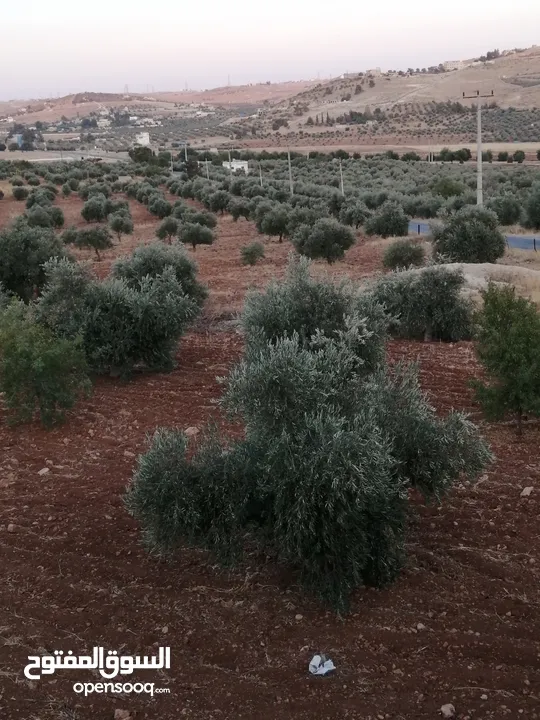 مزرعه للبيع من الملك مباشره