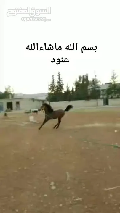 مهره عربيه بدون ورق
