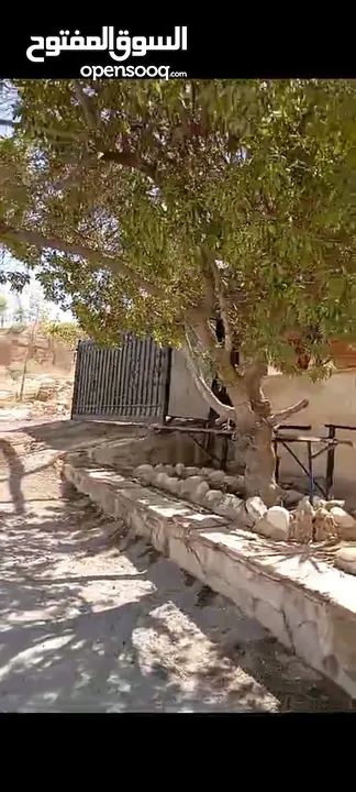 شقه من فيلا(غير مفروشة )للايجار طابق اول ب 360 ويوجد شقة صغيره طابق ارضي مدخل مستقل (غير مفروشة)150د