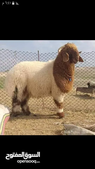 بفضل الله يتوفر لدينا خاروف روماني + خاروف بلدي +عبور بلدي   جميع الوزان
