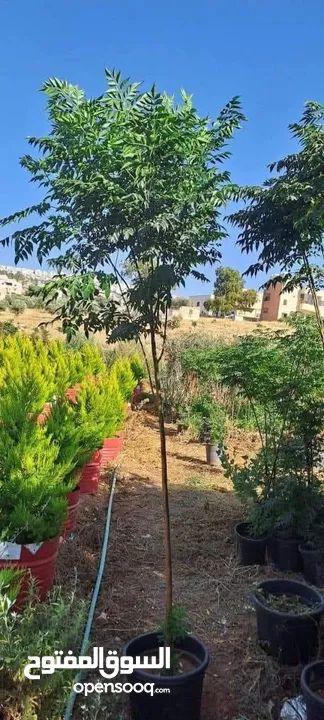 مشاتل السهل الاخضر الزراعيه تنسيق حدائق ومزارع