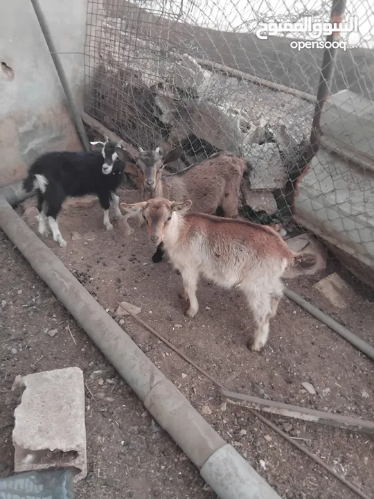 ماعز البينو للبيع