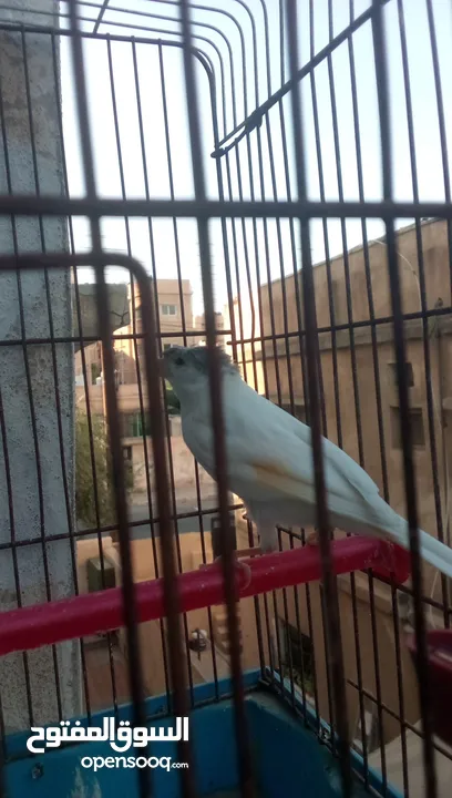 فحل صلاه النبي طول شبر