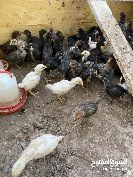 صيصان بلدي