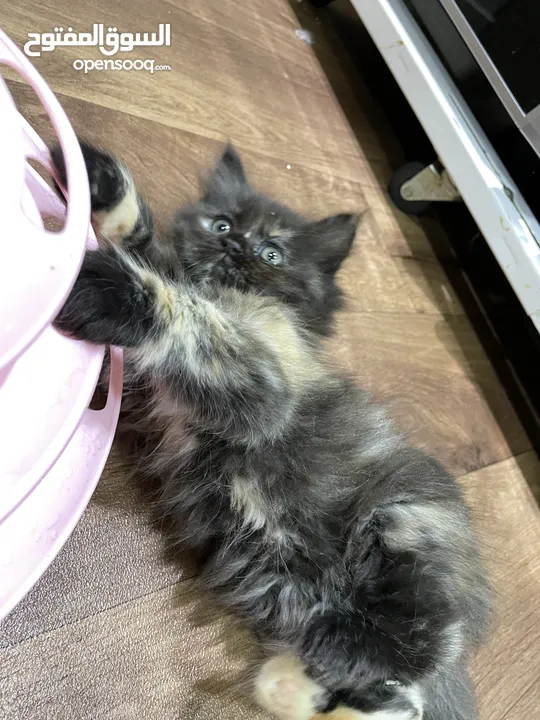 3 month old female kitten for adoption