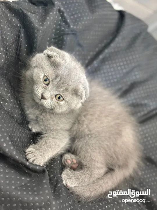 قطط سكوتش فولد و بريتش للبيع   Scottish Fold & British Shorthair