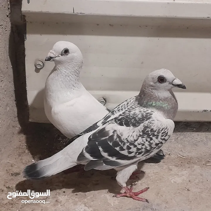 حمام للبيع جواج الجوز 10