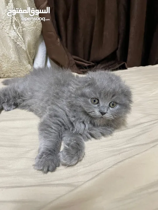 قطط بريتش ستريت وفولد للبيع
