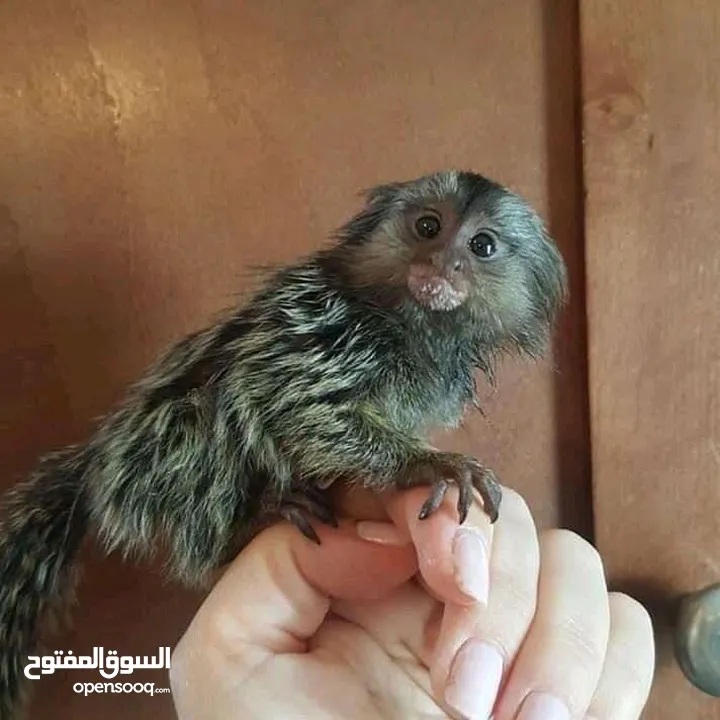 lovely marmoset