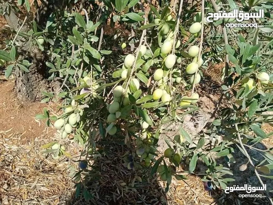 لقطه مزرعه مع بيت ريفي 48 الف قابل للتفاوض منطقه ريف جرش