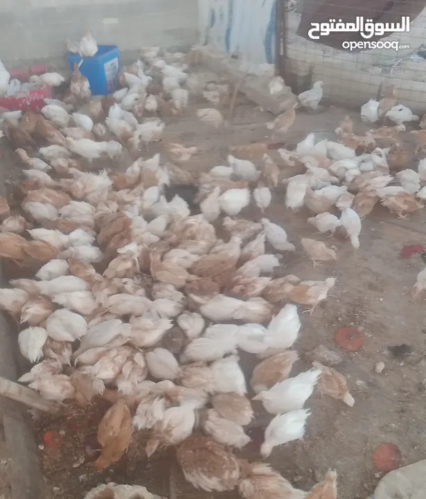فراخ لوهمان براون العدد 300للبيع