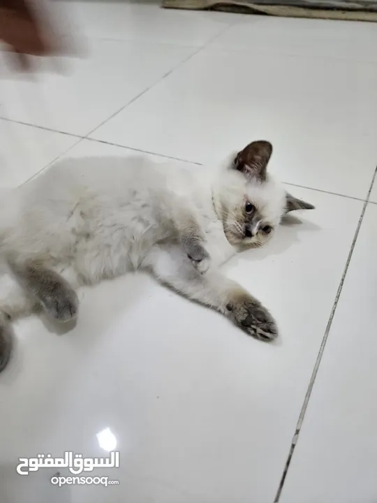 5 months old kitten for sale