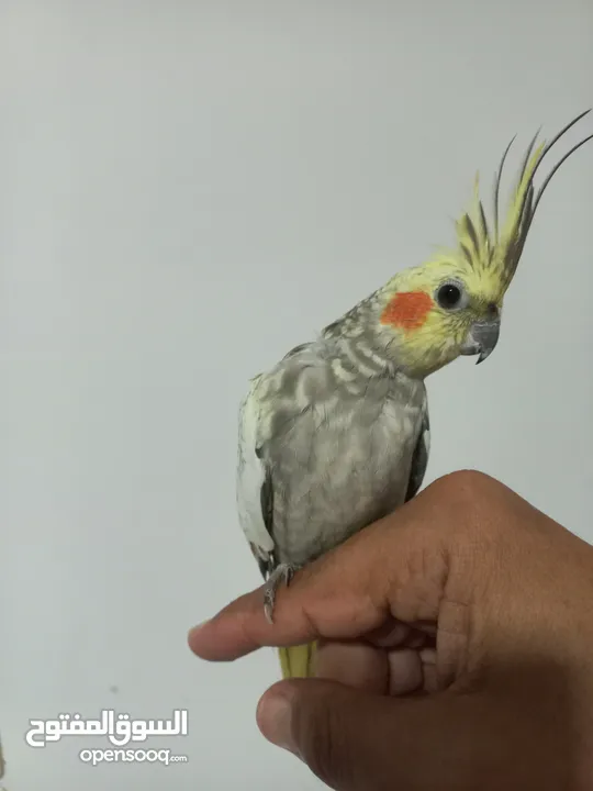 ببغاء كوكتيل للبيع   Cockatiel parrot for sale