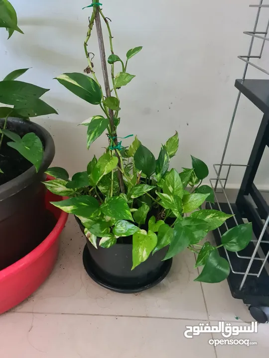 Money Plant and Calamansi Plant