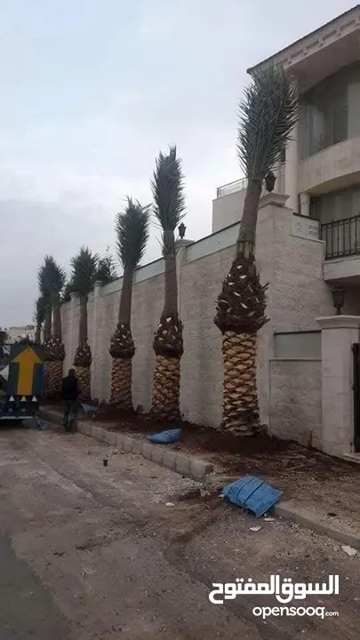 نخل مثمر جميع الارتفاعات