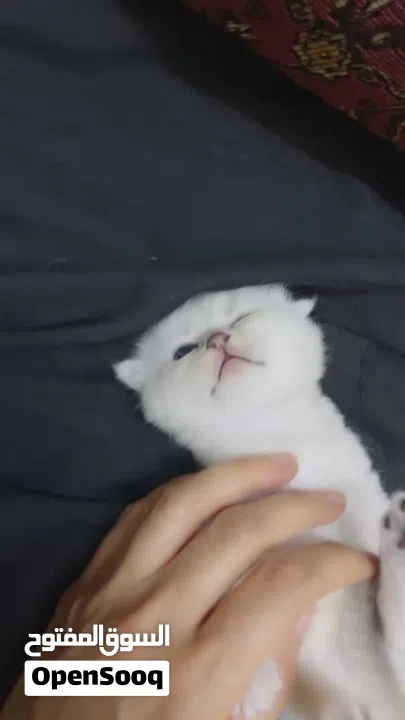 Pure Scottish/ بيور سكوتش