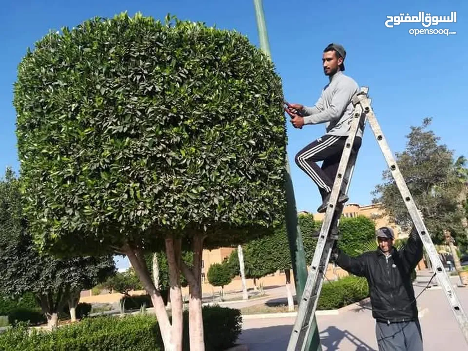 التقوى لتنسيق الحدائق