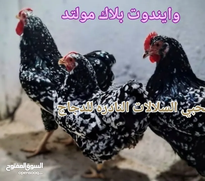 بيض مخصب وصيصان سلالات دجاج نادره