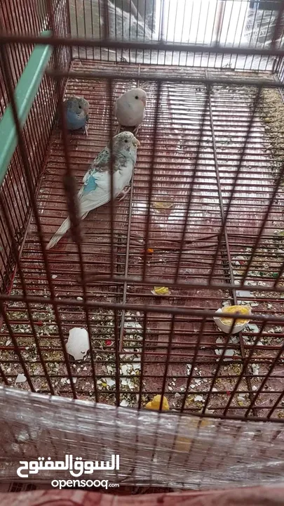 طيور زينه للبيع  ما بعرف لا بنوع ولا بجنس