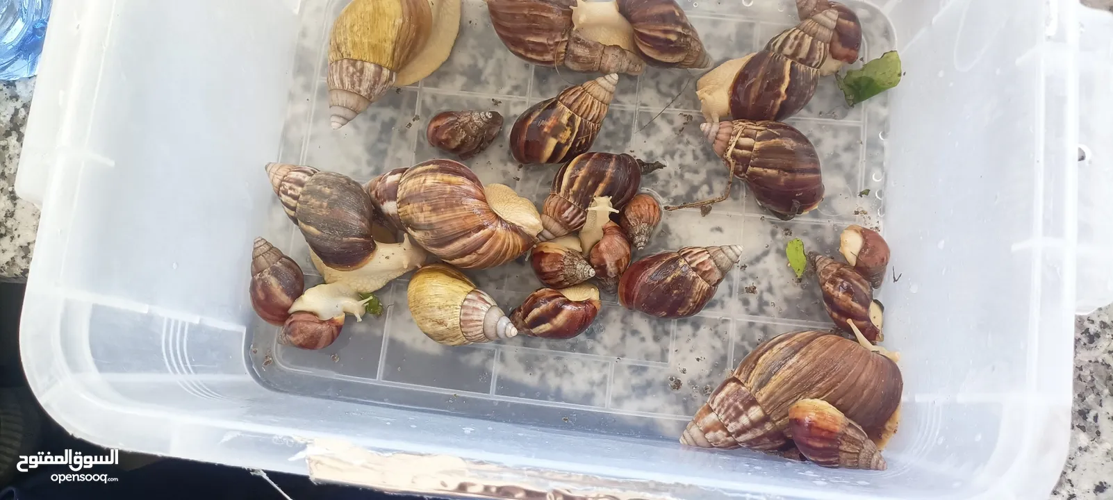 حلزونات افريقيا للبيع African snails for sale