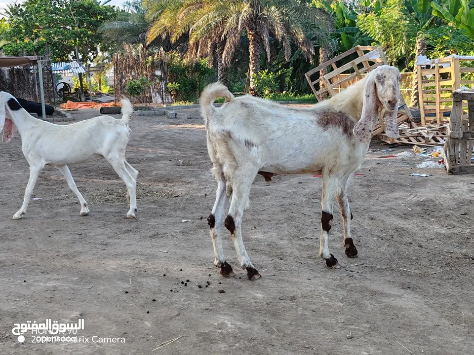 ماعز باكستاني بيور