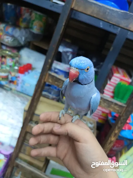 ببغاء دره لون ازرق طفره