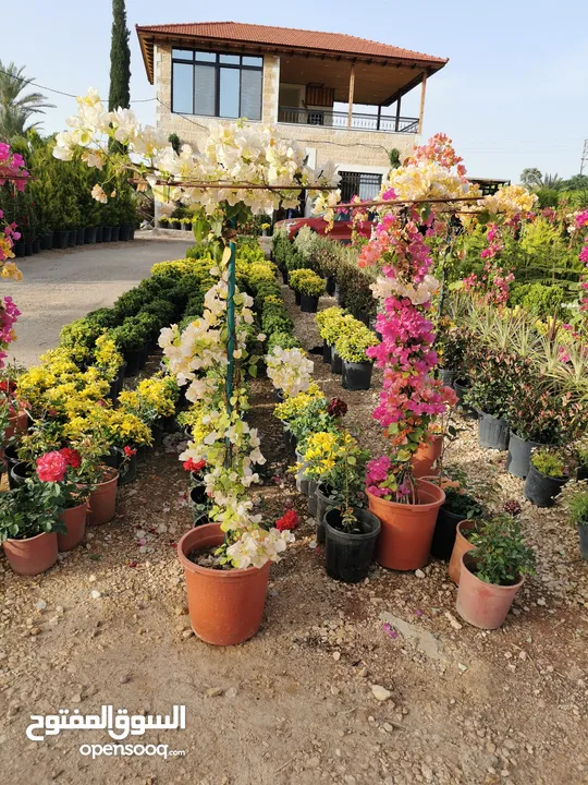جميع أنواع الأشجار ( أشجار زينة - أشجار مثمرة )