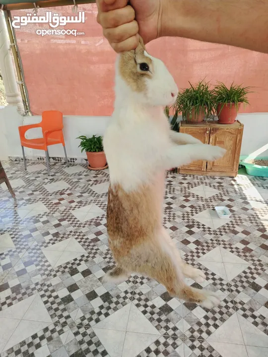 أرانب ذكور للبيع