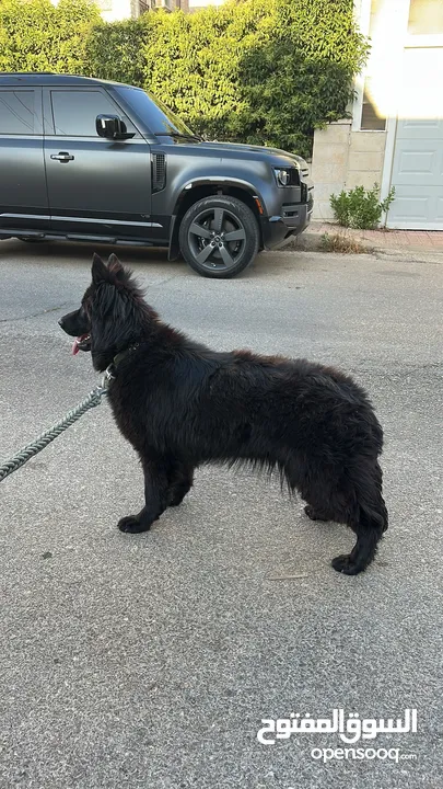 انثى رويال بلاك Female German Shepard Royal Black 10 months