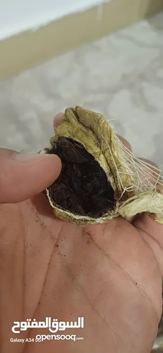 صرة مسك غزال اصلي نادر