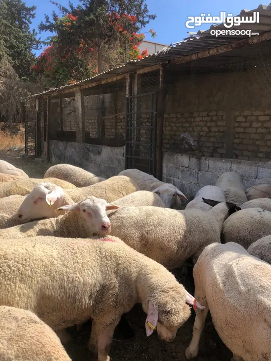 بيع جميع الانواع الاغنام