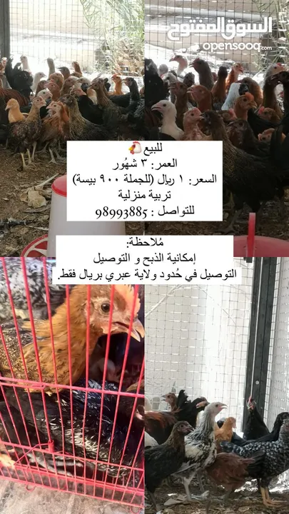 دجاج عماني عمر 3-4 شهور تربية منزلية بصحة ممتازة ويوجد دجاج هندي ابيض لاحم وزن من 800-1000 جرام