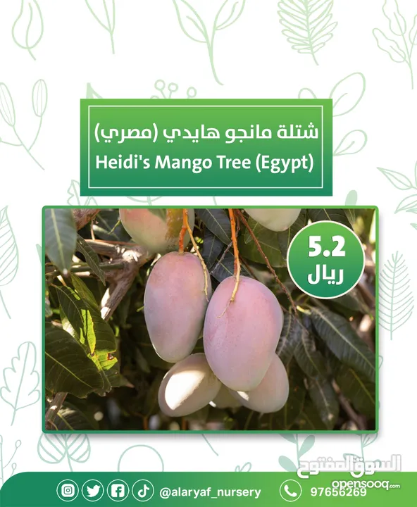 شتلات و أشجار المانجو المختلفة لدى مشتل الأرياف بأسعار مناسبة ومنافسة  mango tree