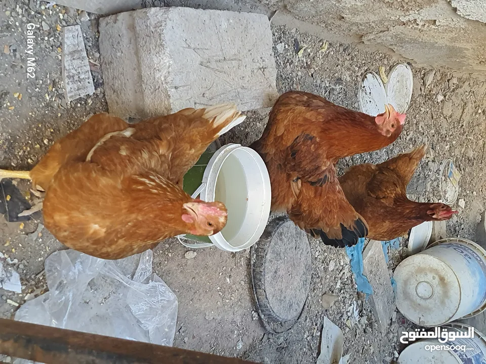 دجاج لوهمان هندي