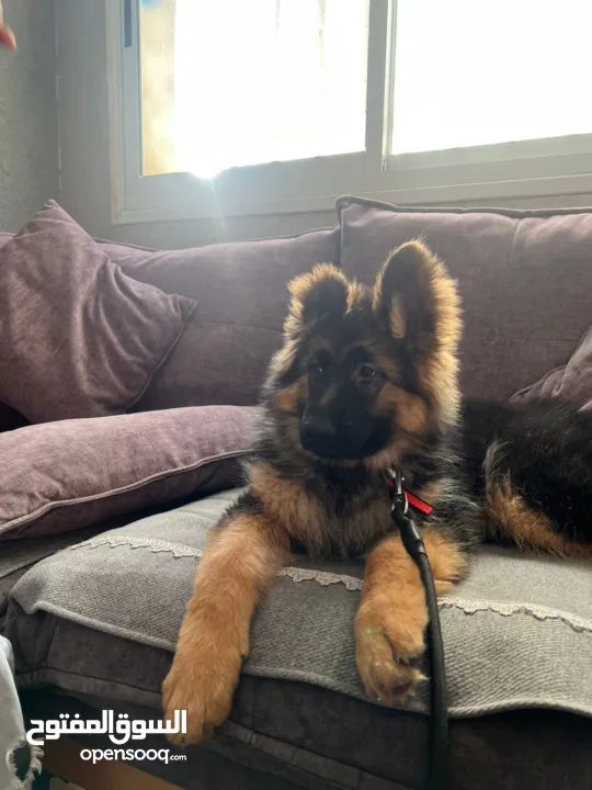 جرو جيرمن 3 شهور للبيع