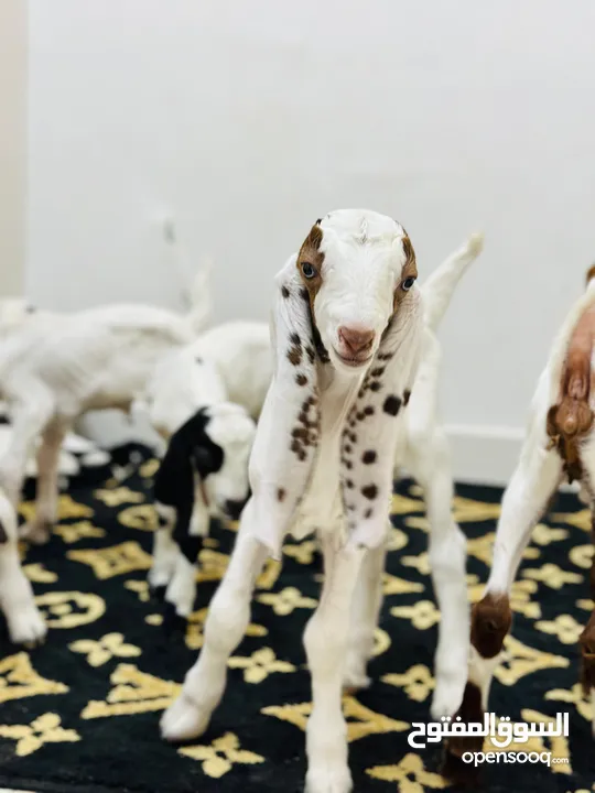 Goats and babies for sale