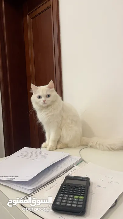 persian white cat and turkish cat