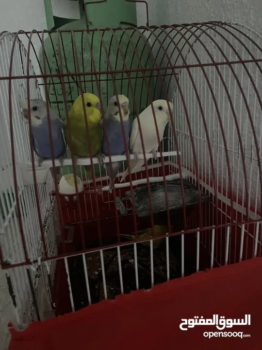 عصافير حب او طيور بادجي ذكور وايناث وزواج