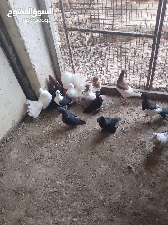 متاح جوز ماشاءالله موجودات طبربور