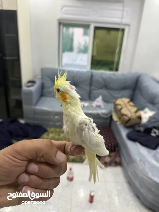 طيور كوكتيل للبيع