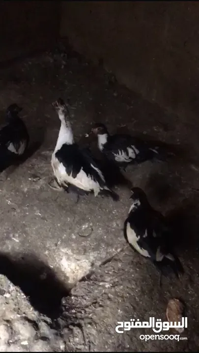 جاج وديك وبط