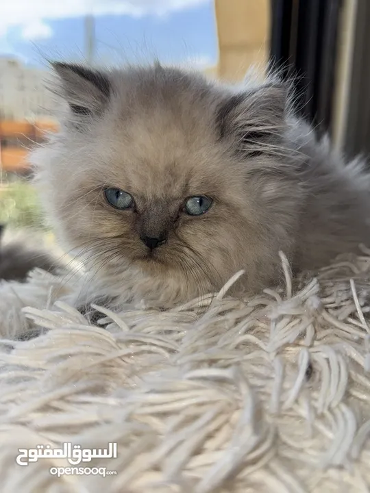 متاح كيتن هيمالايا بلو بوينت male/female  العمر:55 يوم Kitten Himalaya Bluepoint
