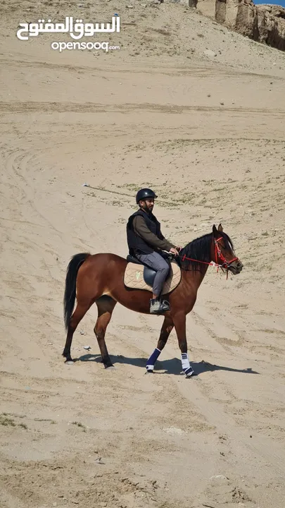 Horse Riding classes