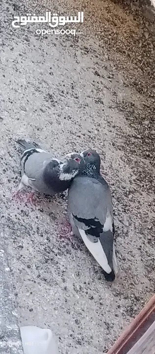 حمام للبيع التفاصيل آخر الاعلان