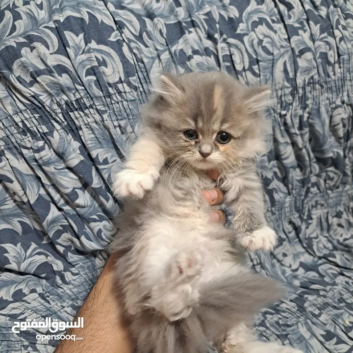 Adorable Pure persian kittens fir sale