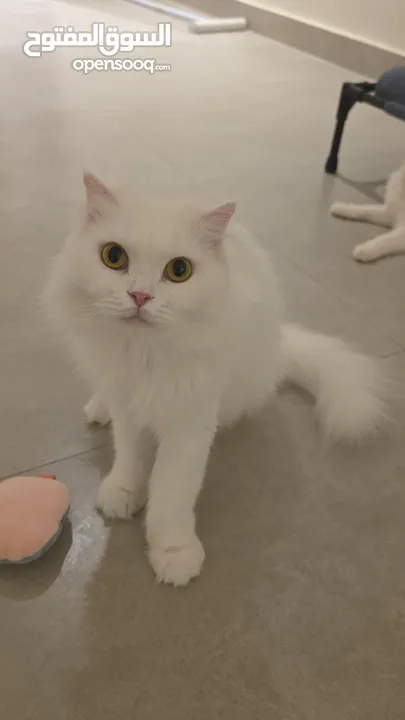 قطط كبيرة للتبني انواع مكس