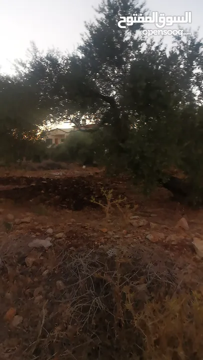 ارض مميزة للبيع في جيوس مساحات متعددة طابو منطقة بي..